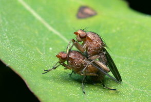 Dryomyzidae