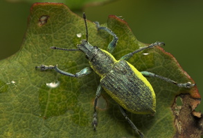 Chlorophanus viridis · geltonšonis straubliukas
