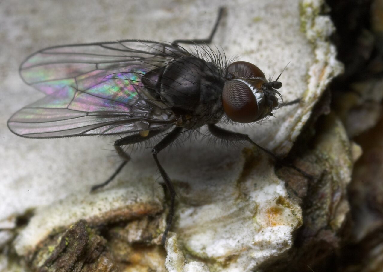 Diptera-8809.jpg