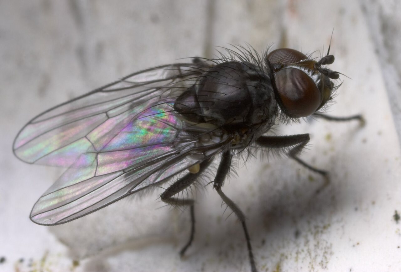 Diptera-8810.jpg