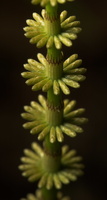Equisetum pratense · ožkabarzdis asiūklis