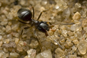 Formica lemani · skruzdėlė