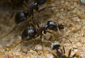 Formica lemani · skruzdėlė