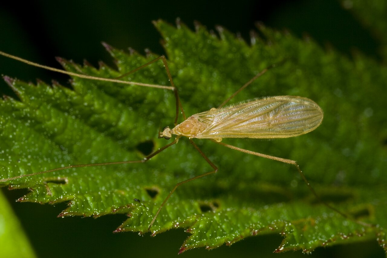 Diptera-9867.jpg