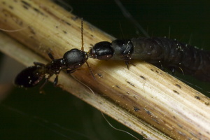 Bethylidae
