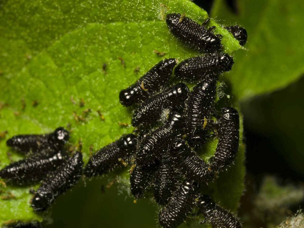 Chrysomelidae-larvae-9966.jpg