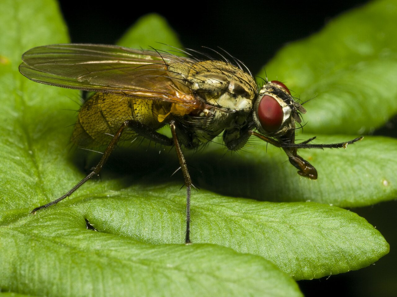 Diptera-0479.jpg