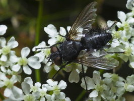 Tachinidae · dygliamusė