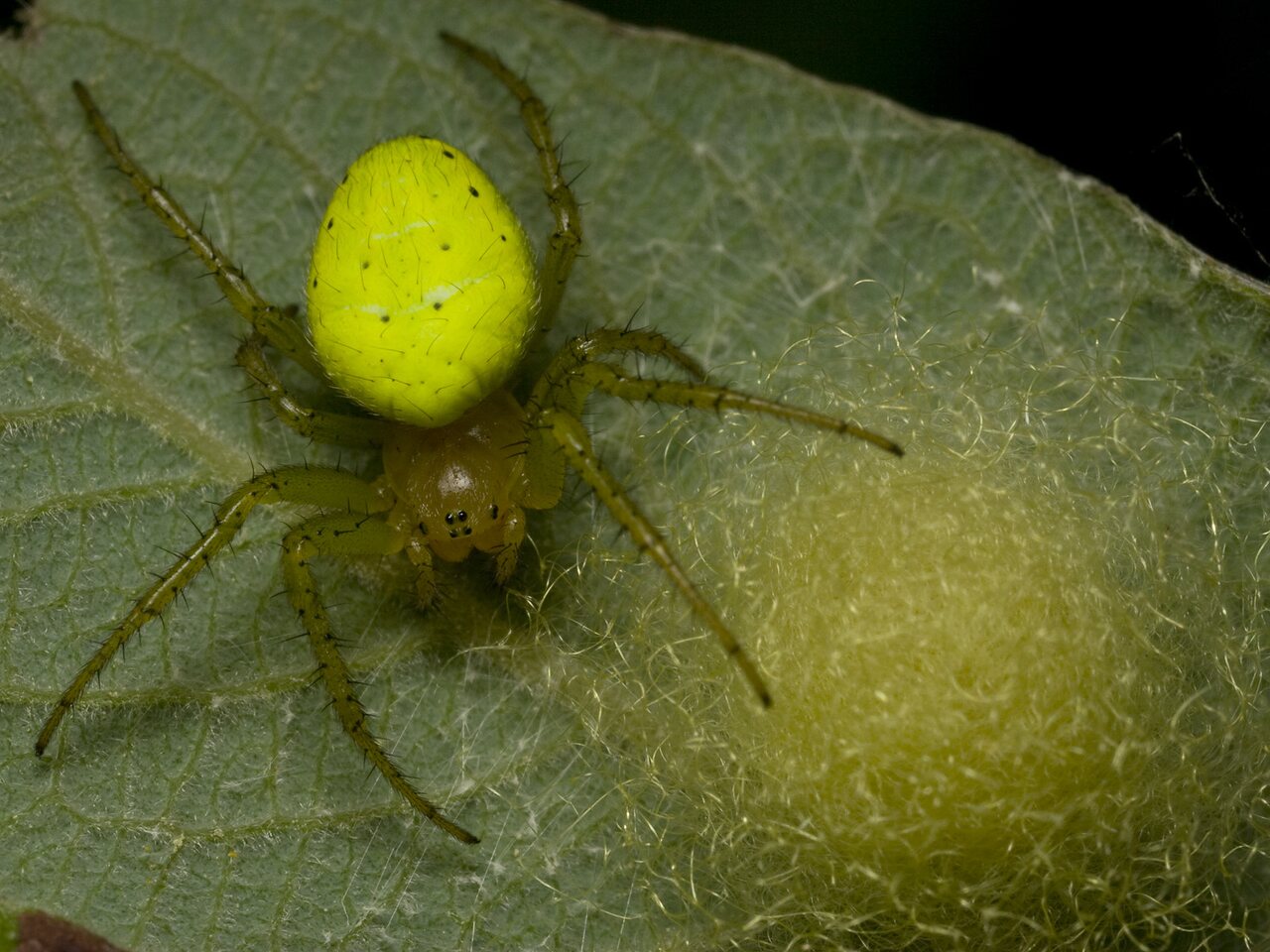 Araniella cucurbitina female with eggs · raudondėmis voriukas ♀, kiaušinėliai