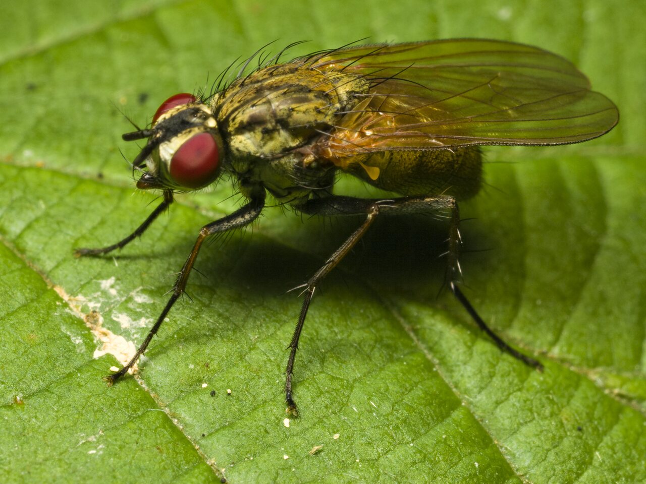 Diptera-0615.jpg