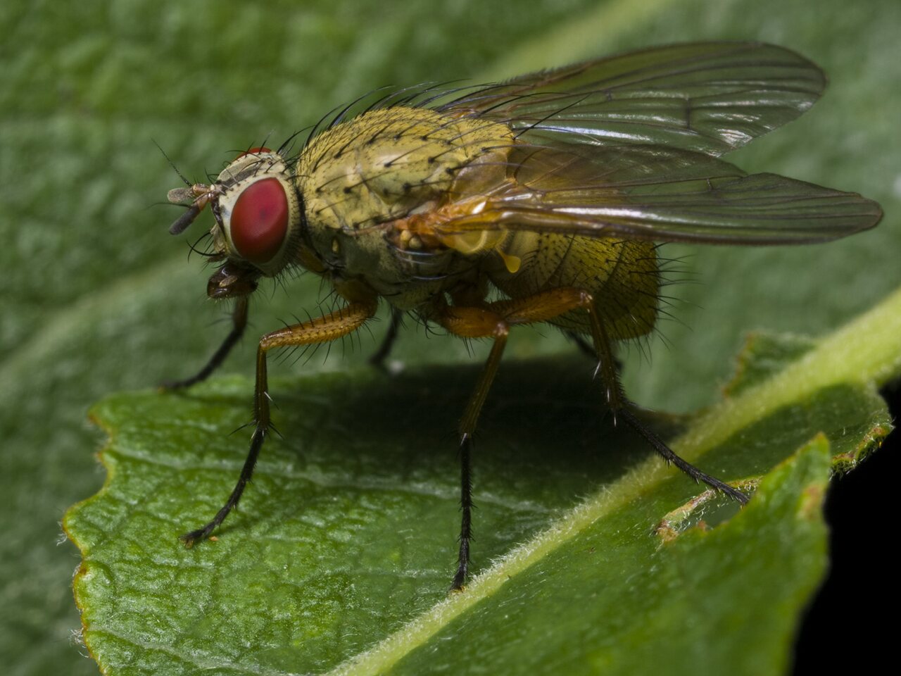 Diptera-0624.jpg