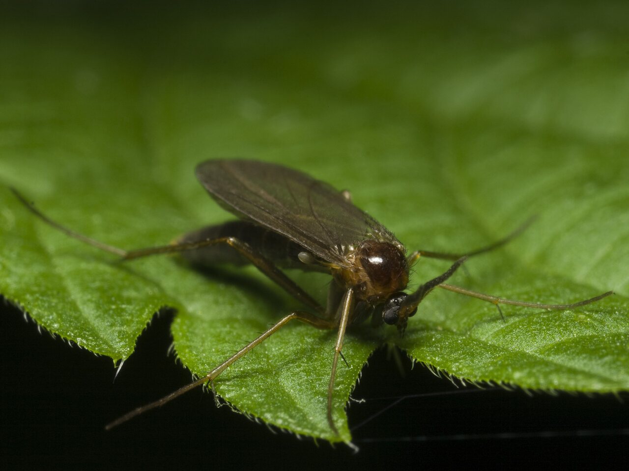 Diptera-0637.jpg