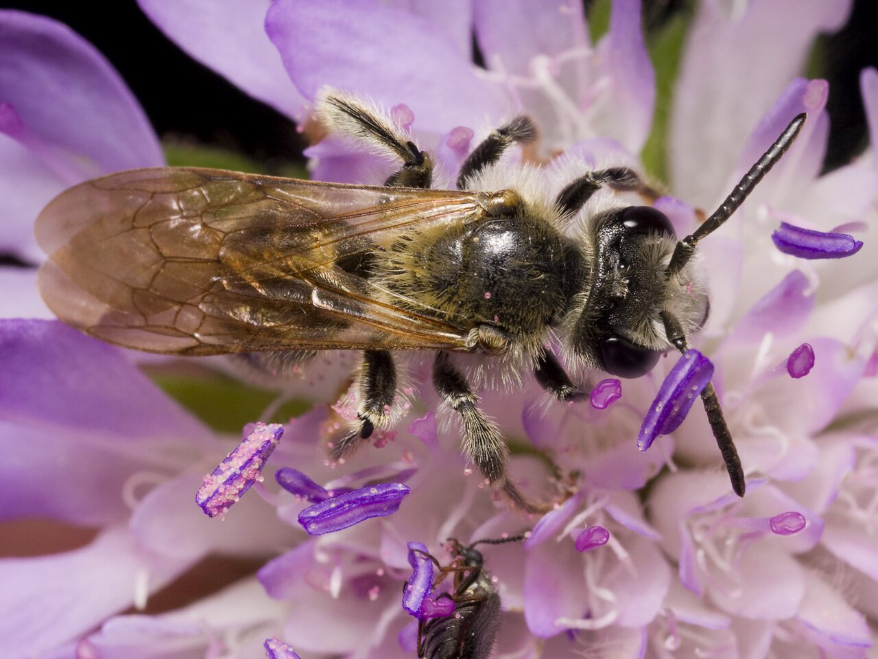 Apidae-1034.jpg