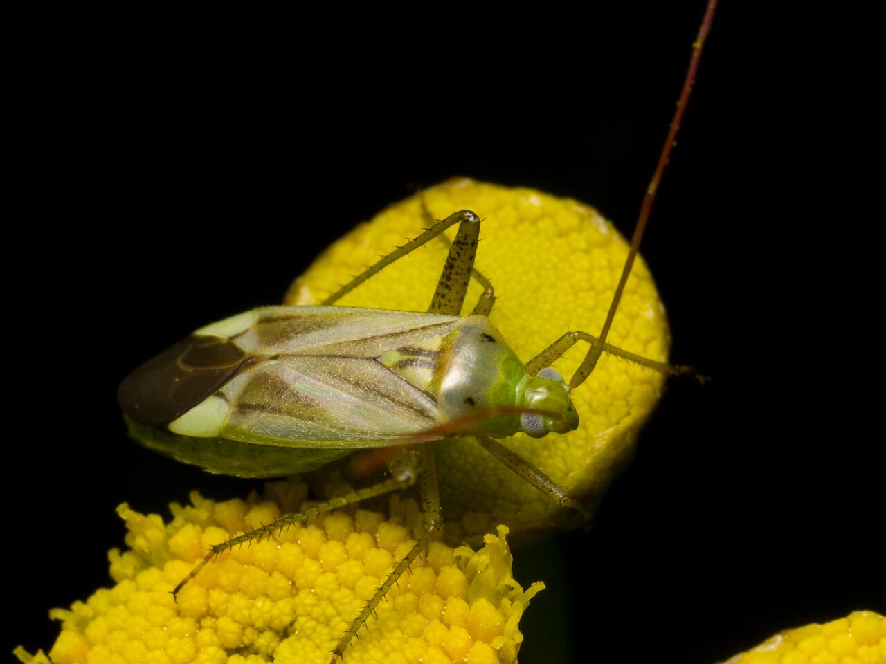 Adelphocoris-lineolatus-1132.jpg