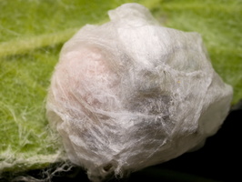 Clubionidae female and eggs inside silk sack