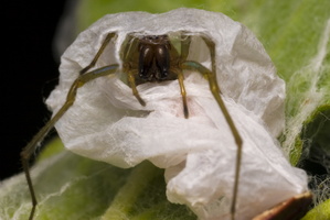 Clubionidae female and eggsack inside silk sack