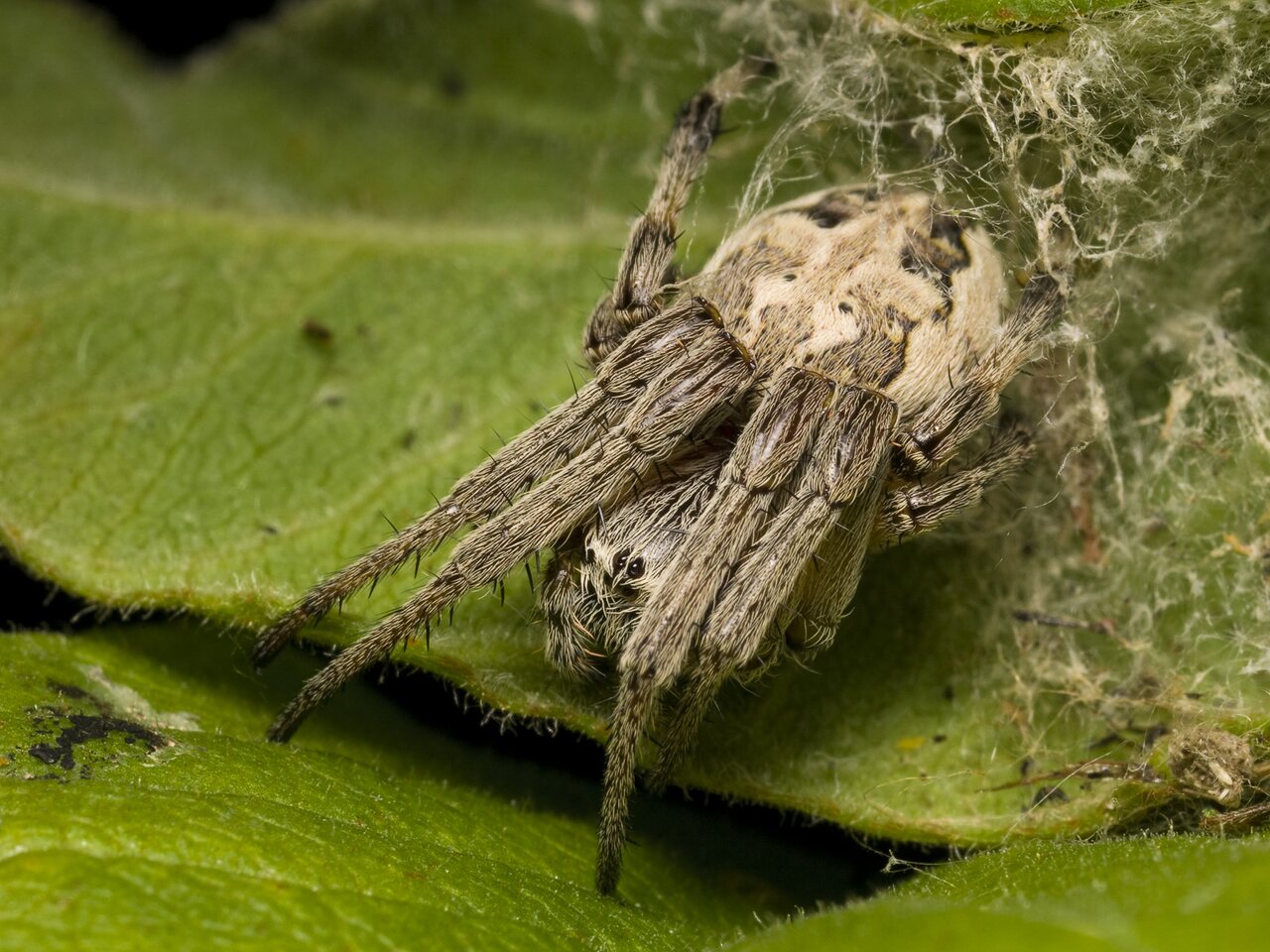 Araneidae-Larinioides-cornutus-female-1185.jpg