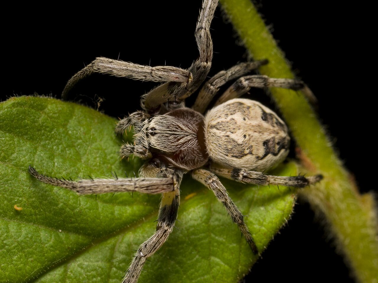 Araneidae-Larinioides-cornutus-female-1188.jpg