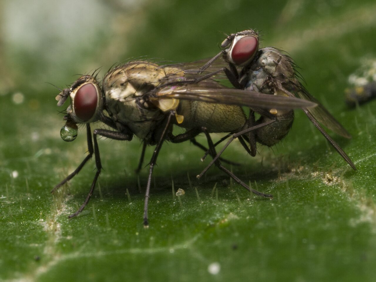 Diptera-1294.jpg