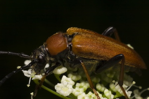 Stictoleptura rubra female · raudonasis žieduolis ♀