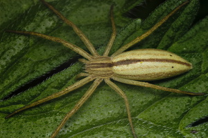 Tibellus oblongus female · ilgapilvis laibavoris ♀