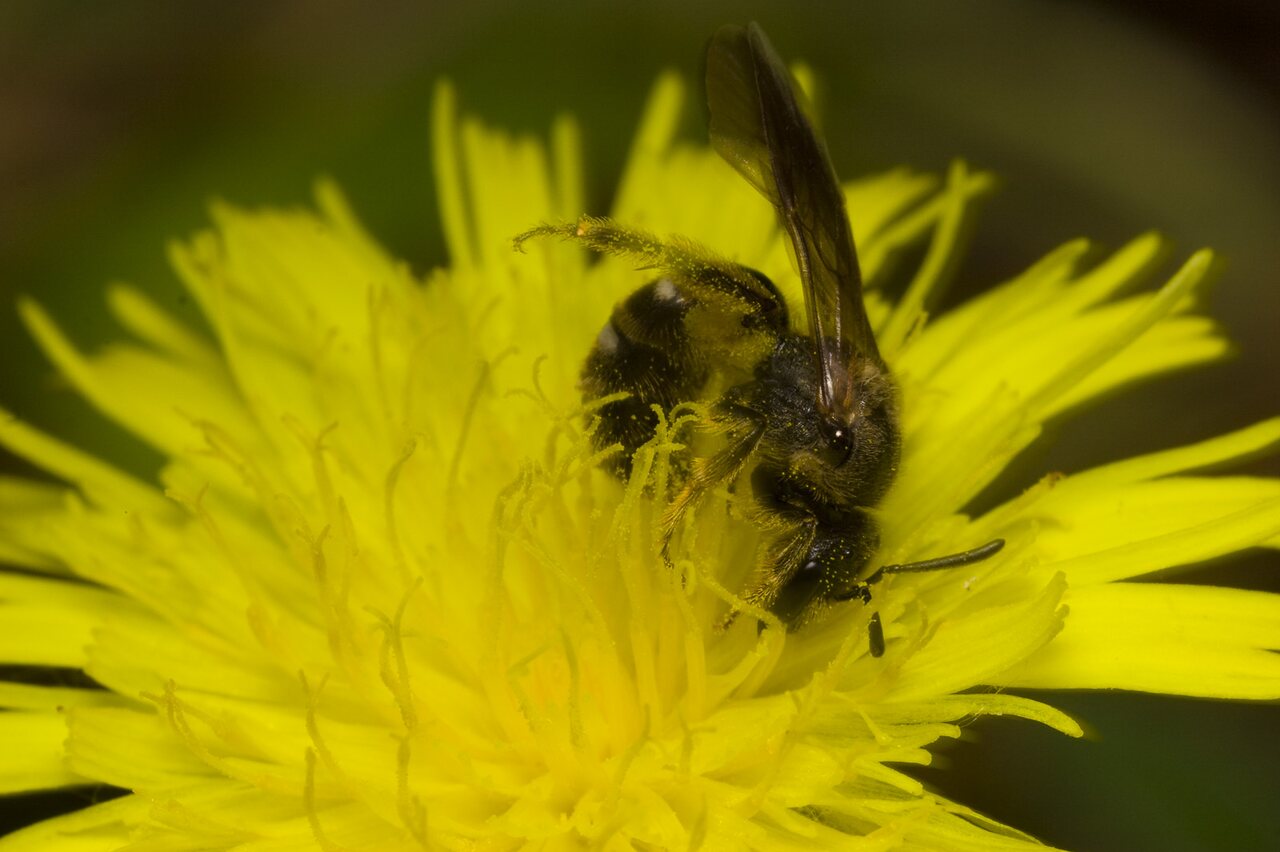 Apidae-1648.jpg