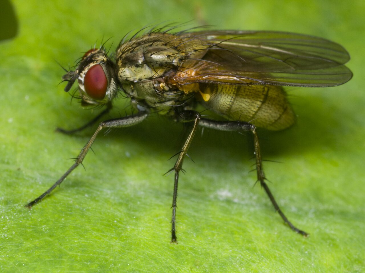 Diptera-1664.jpg