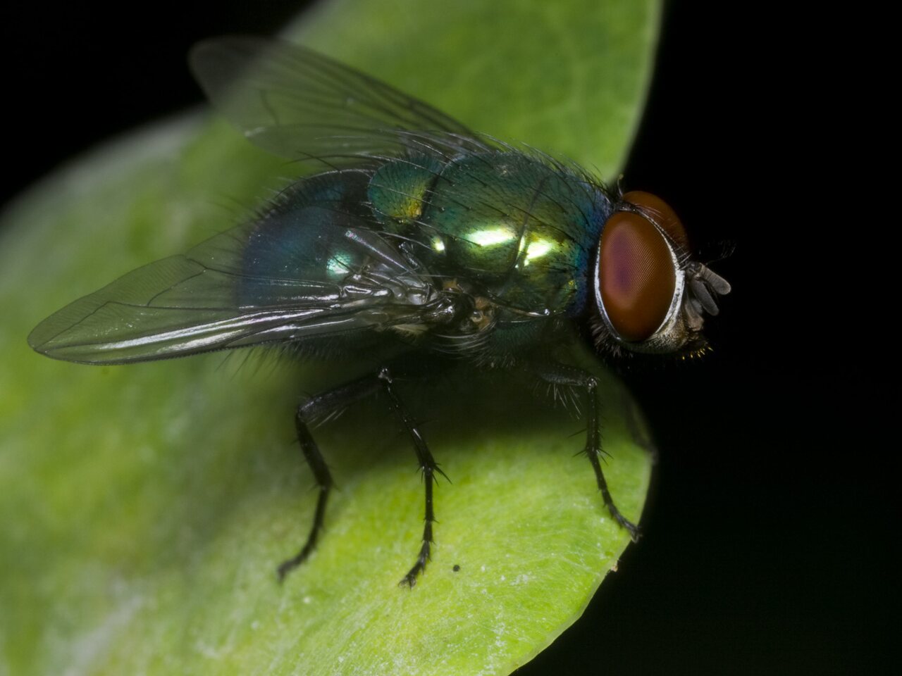 Diptera-1666.jpg