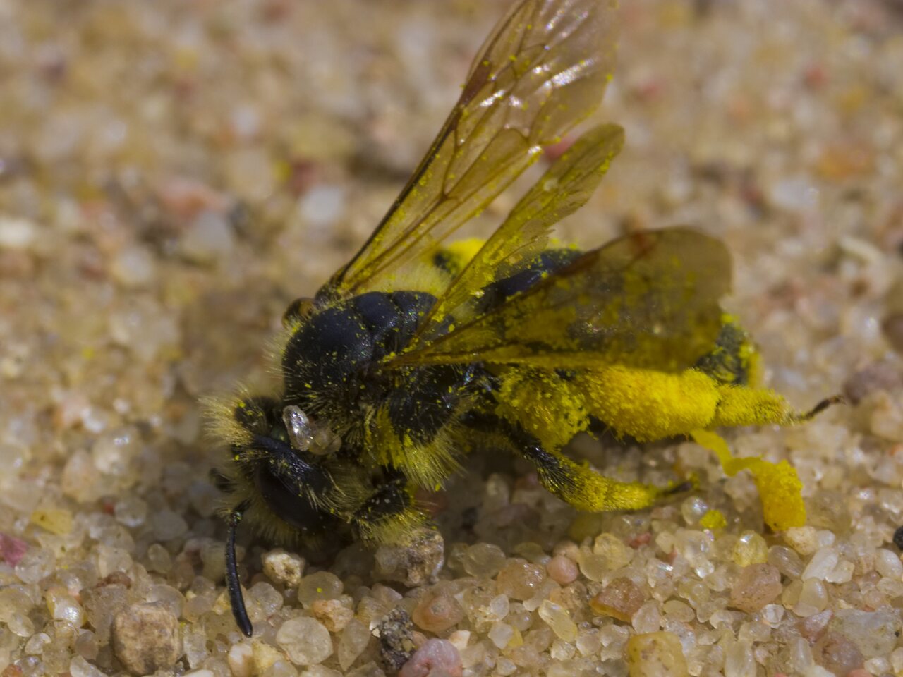 Apidae-1675.jpg