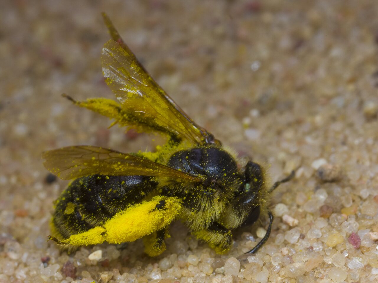 Apidae-1677.jpg