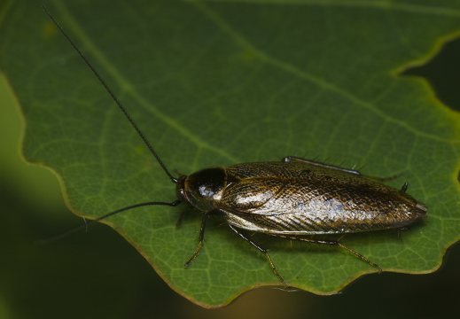 Ectobius lapponicus, male · laplandinis prūsokas ♂