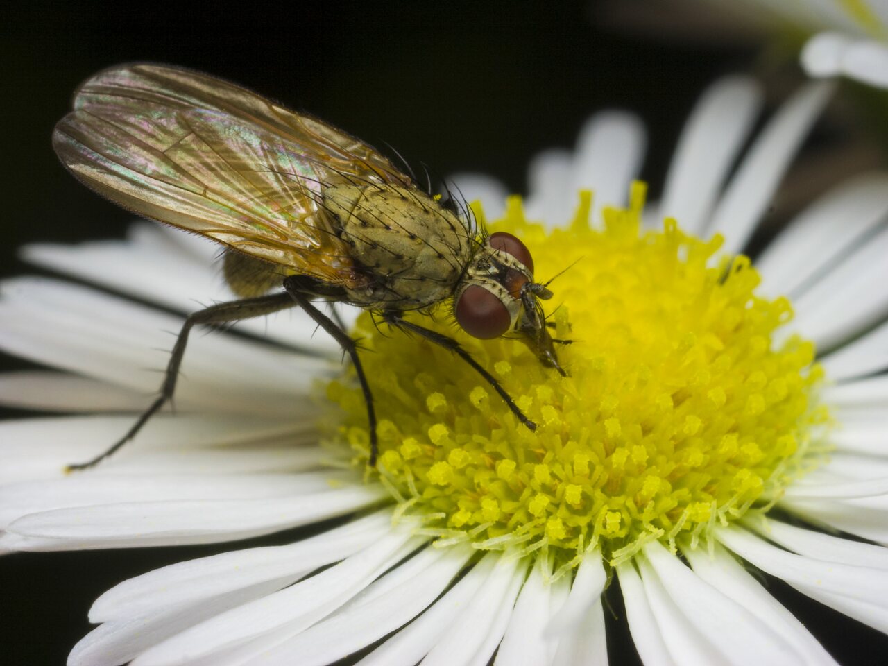 Diptera-2163.jpg