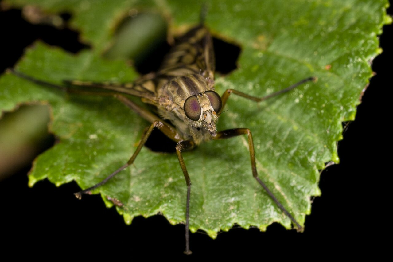 Diptera-3347.jpg
