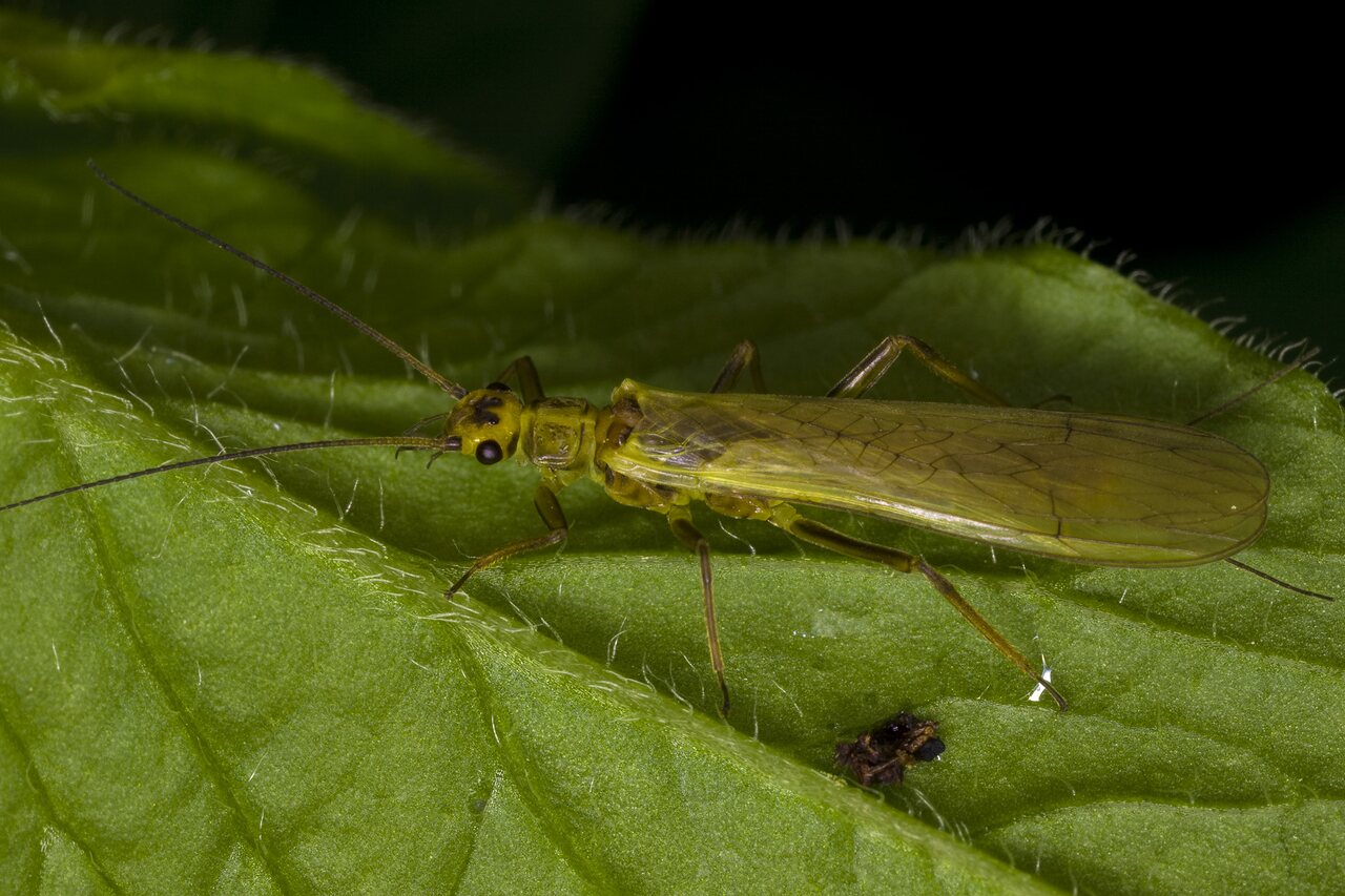 Plecoptera-3348.jpg