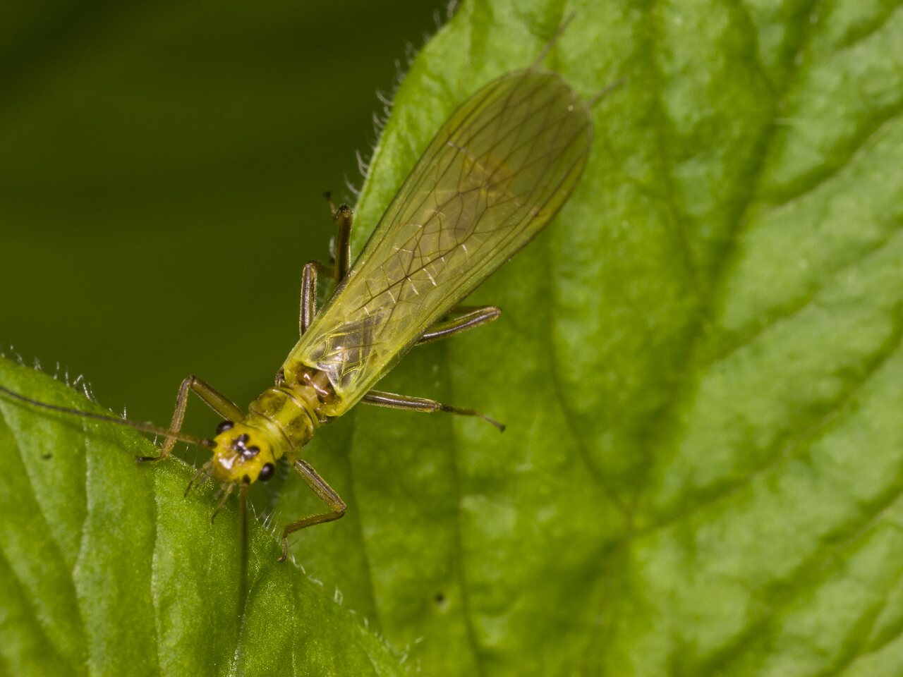 Plecoptera-3349.jpg