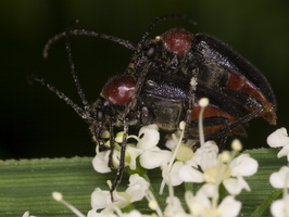 Dinoptera collaris mating · ąžuolinis žievininkas poruojasi