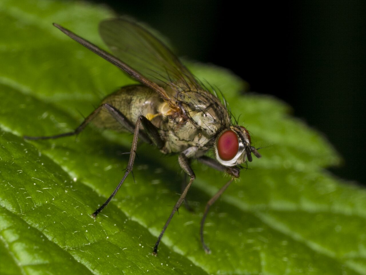 Diptera-3374.jpg