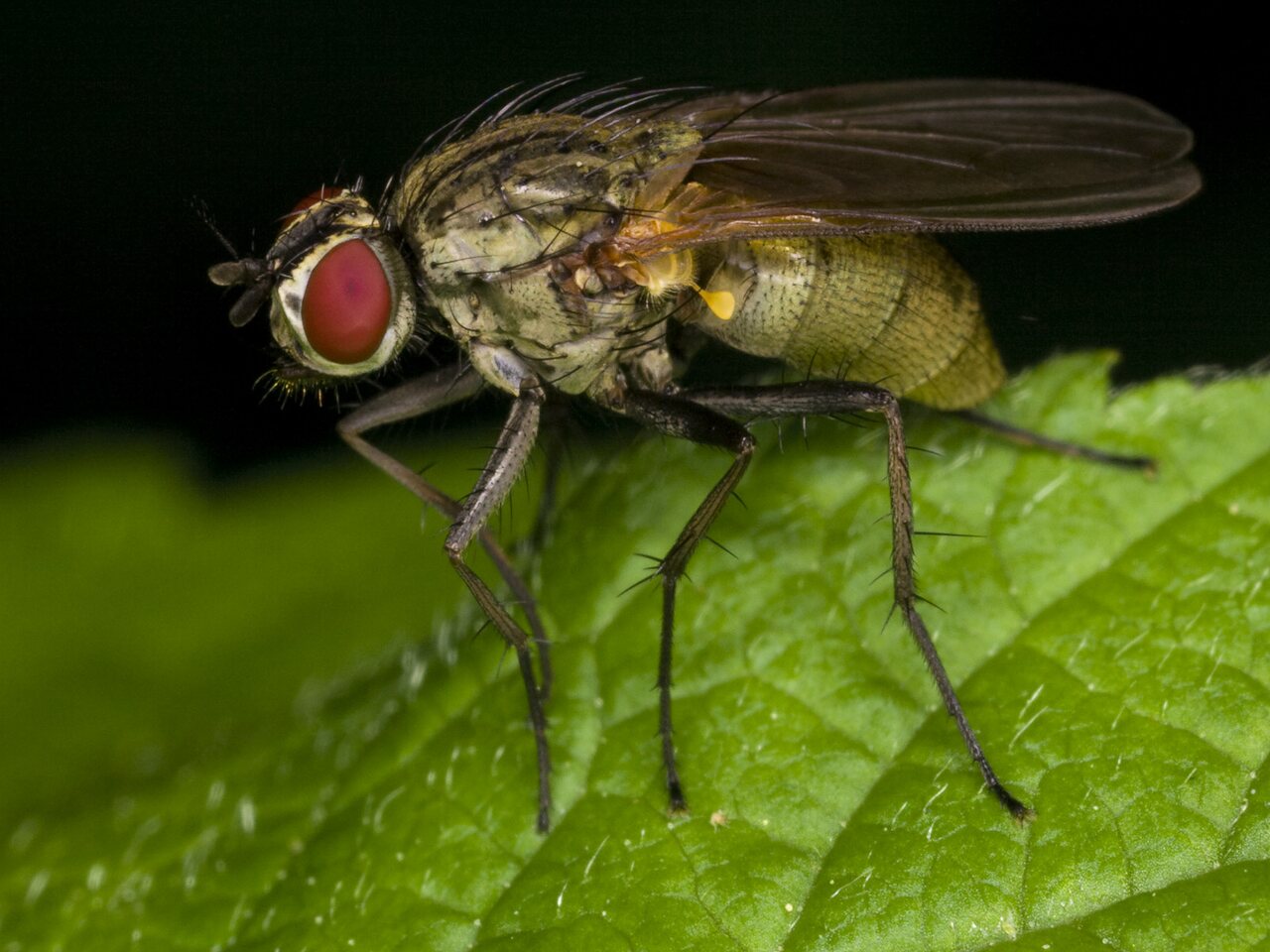 Diptera-3375.jpg