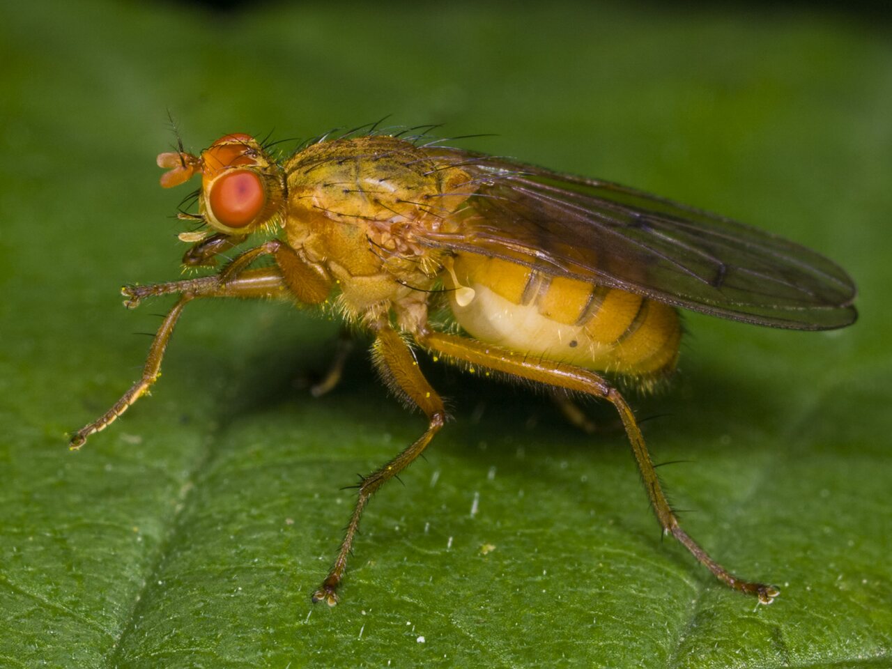 Diptera-3385.jpg