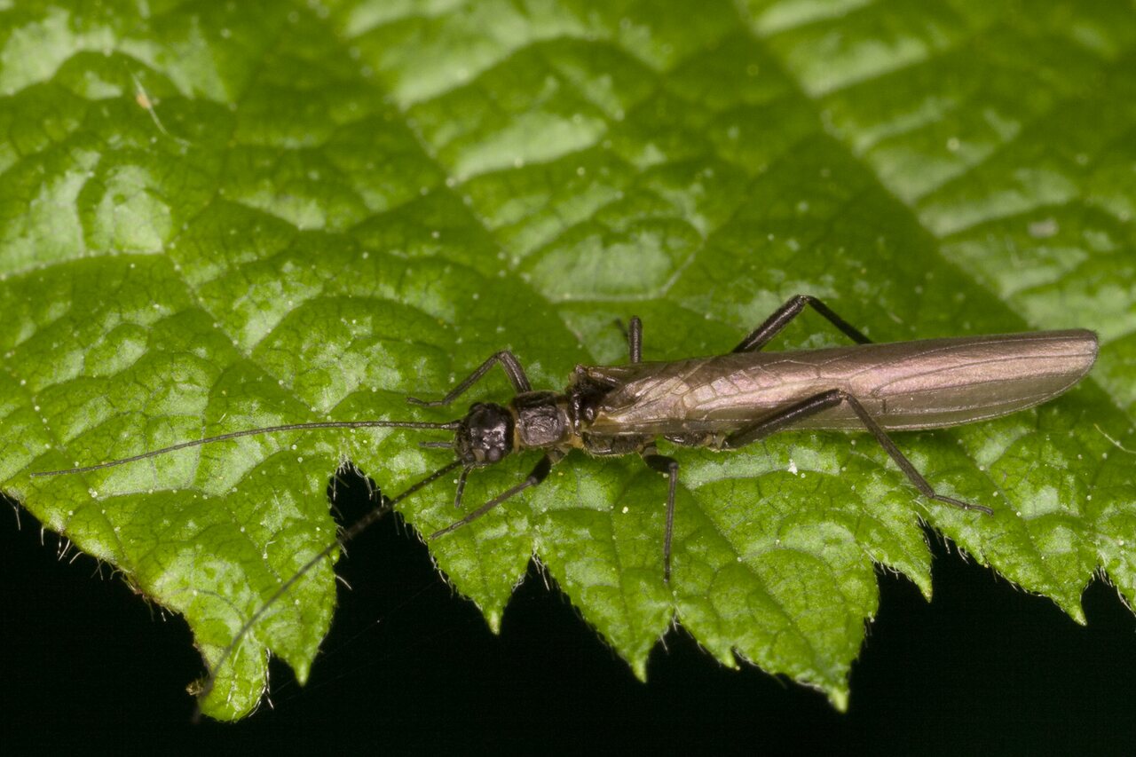 Plecoptera-3403.jpg