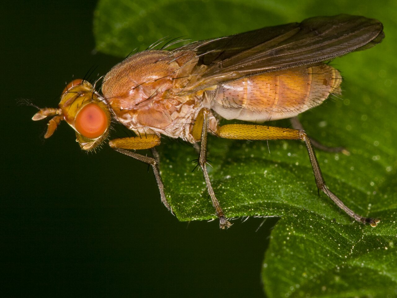 Diptera-3655.jpg