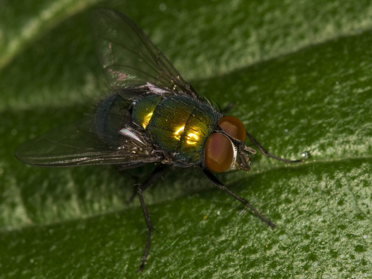 Diptera-3668.jpg