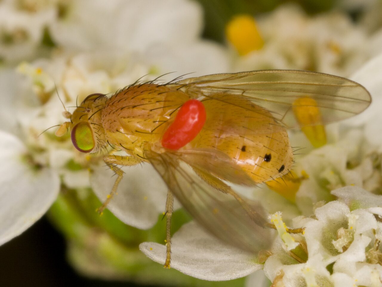 Diptera-3717.jpg