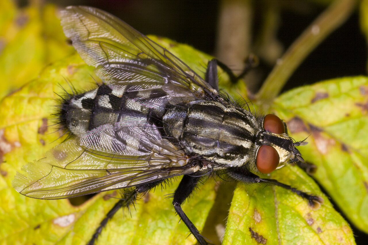 Sarcophaga-4000-Diptera.jpg