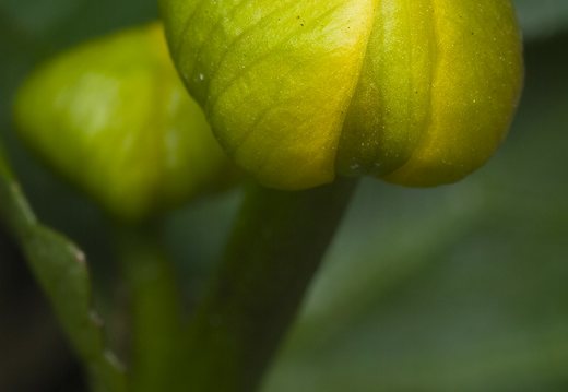 Caltha palustris · pelkinė puriena