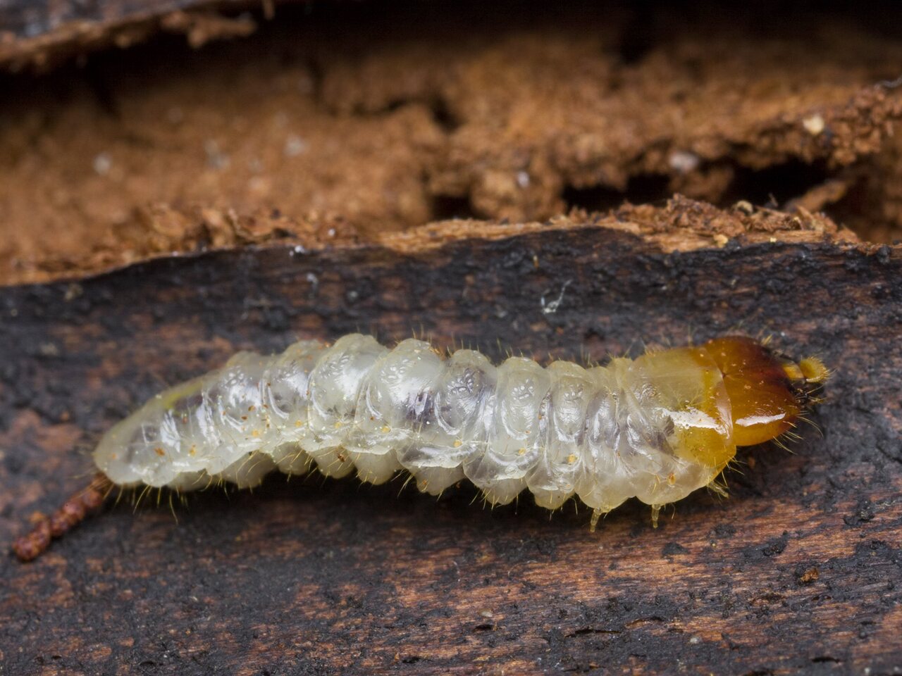 Cerambycidae larva · ūsuočio lerva