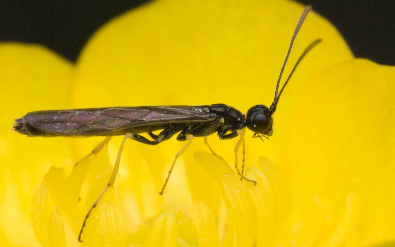 Hymenoptera-0103.jpg