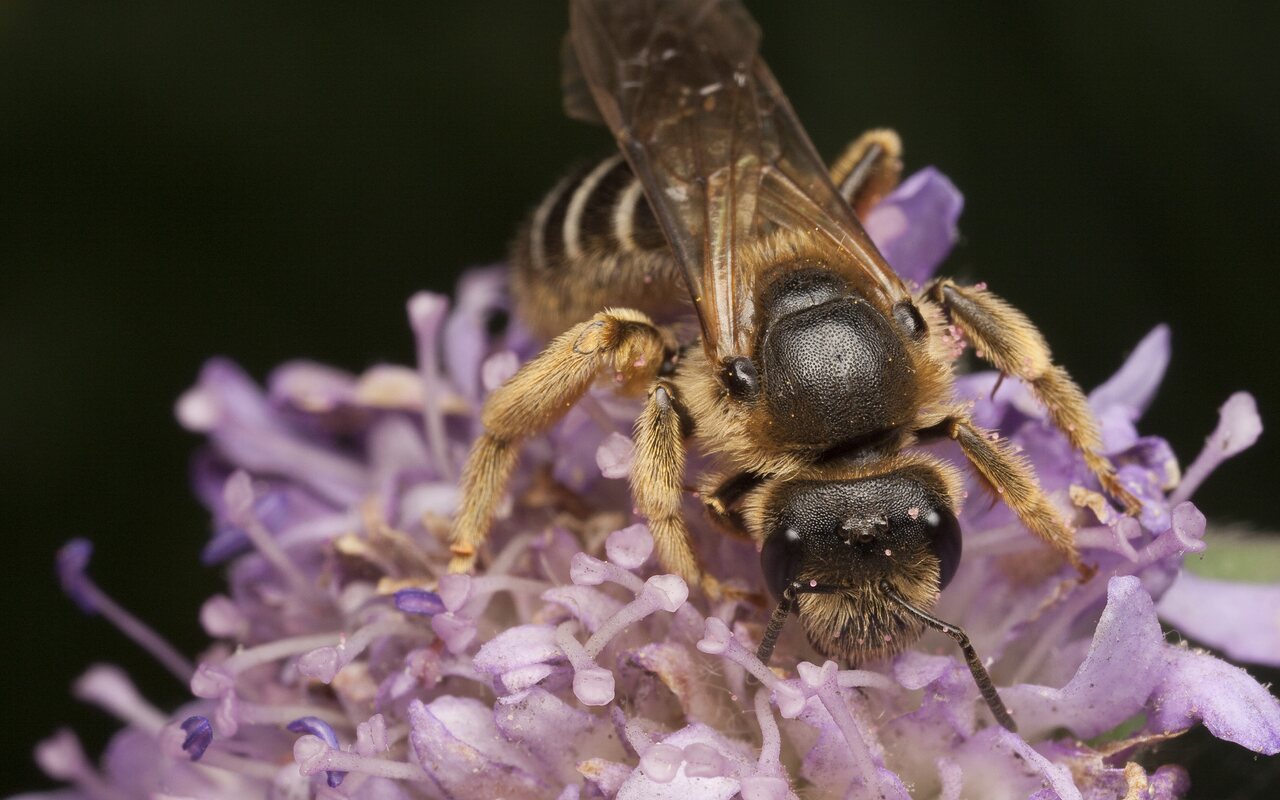 Apidae-0652.jpg