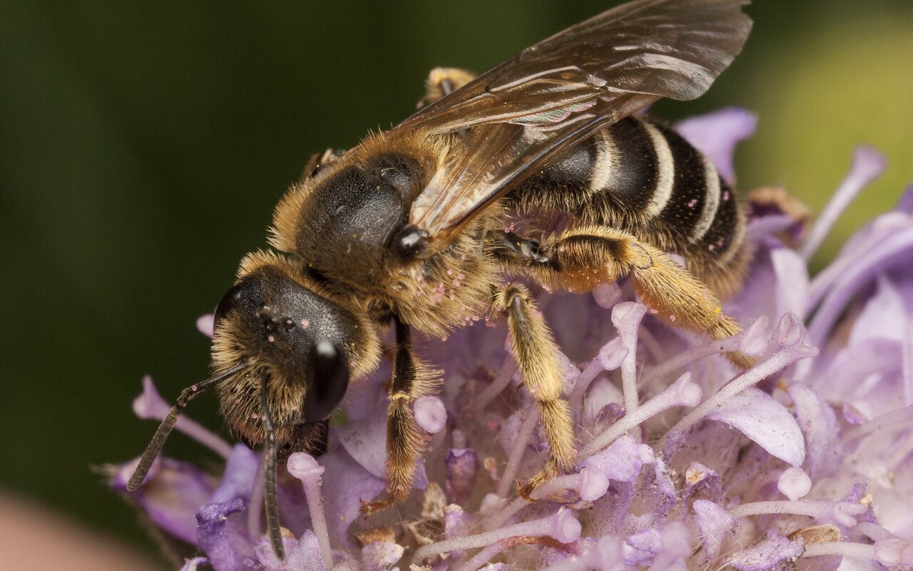 Apidae-0654.jpg