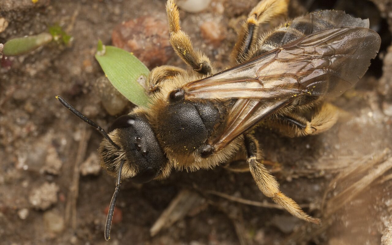 Apidae-0665.jpg